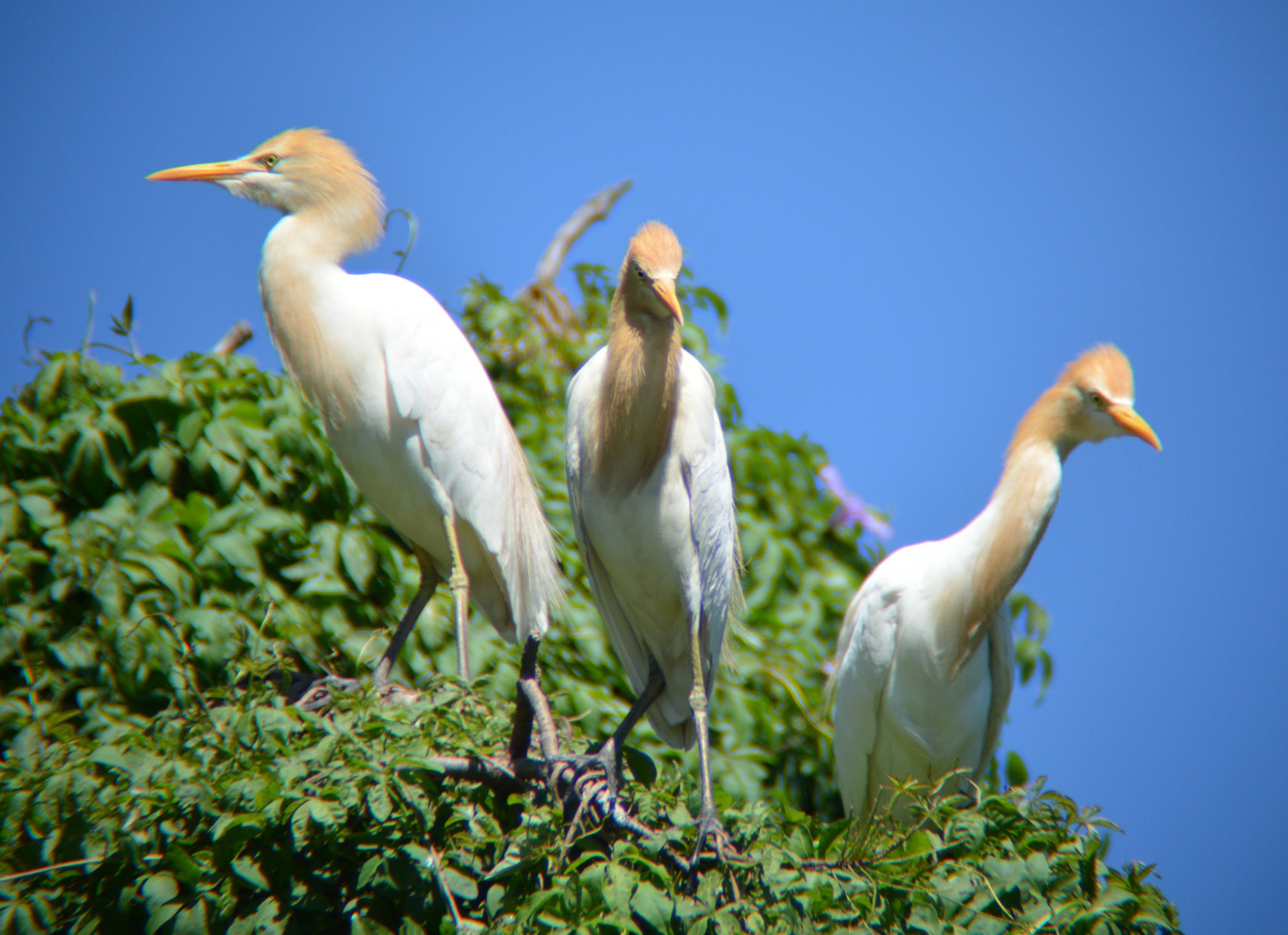 Cattle egrets 2