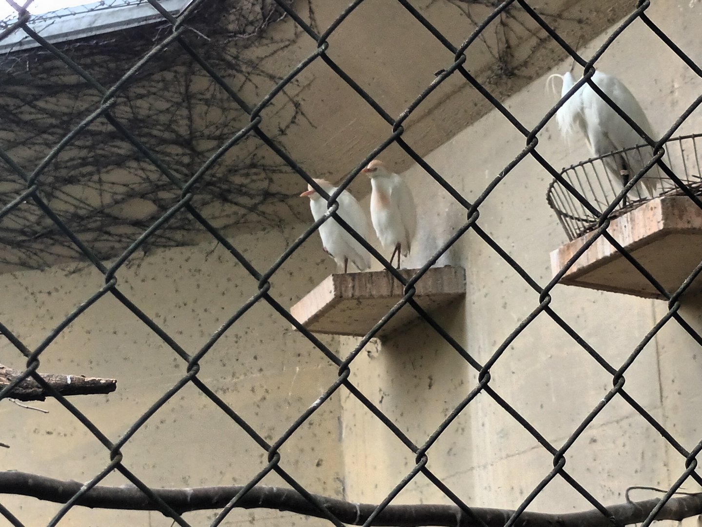 Cattle Egrets and Little Egret
