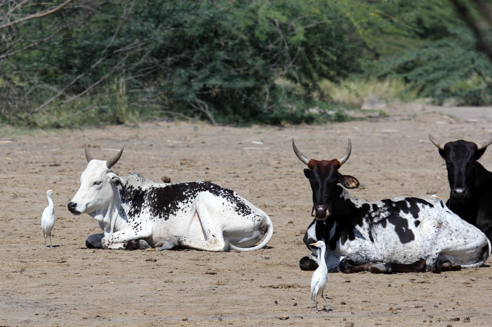 cattle egrets (Bubulcus ibis)- quite litterally