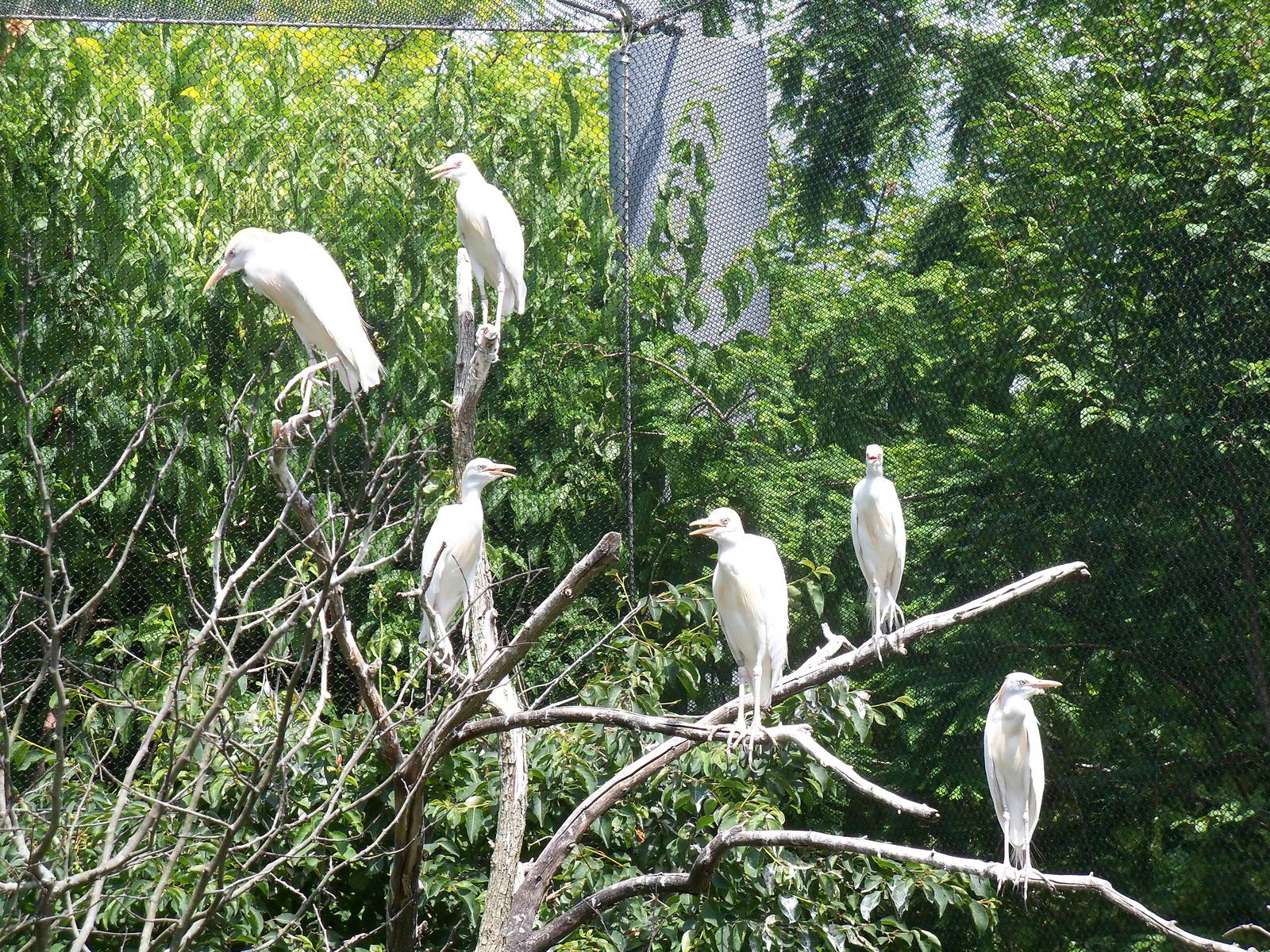 Cattle Egrets