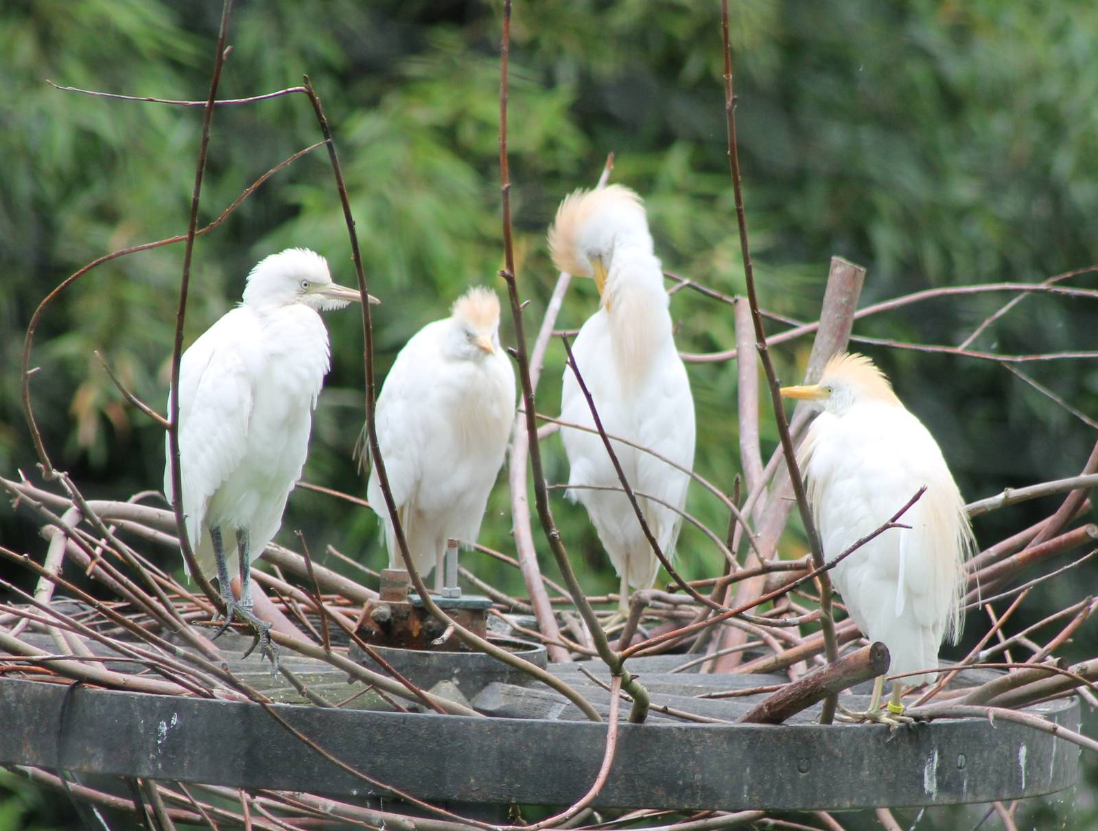 Cattle egrets