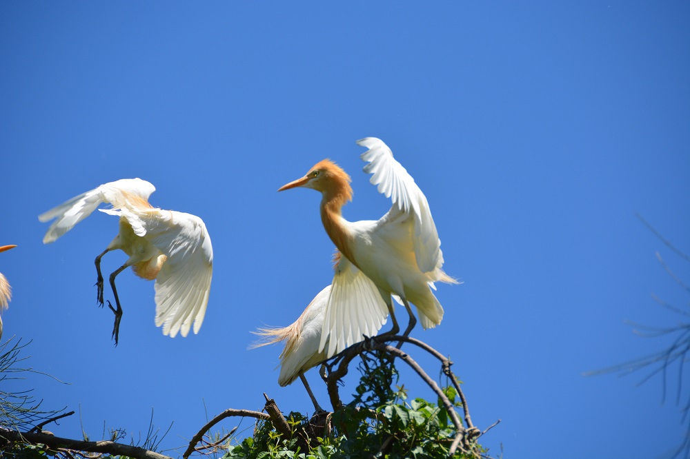 Cattle egrets