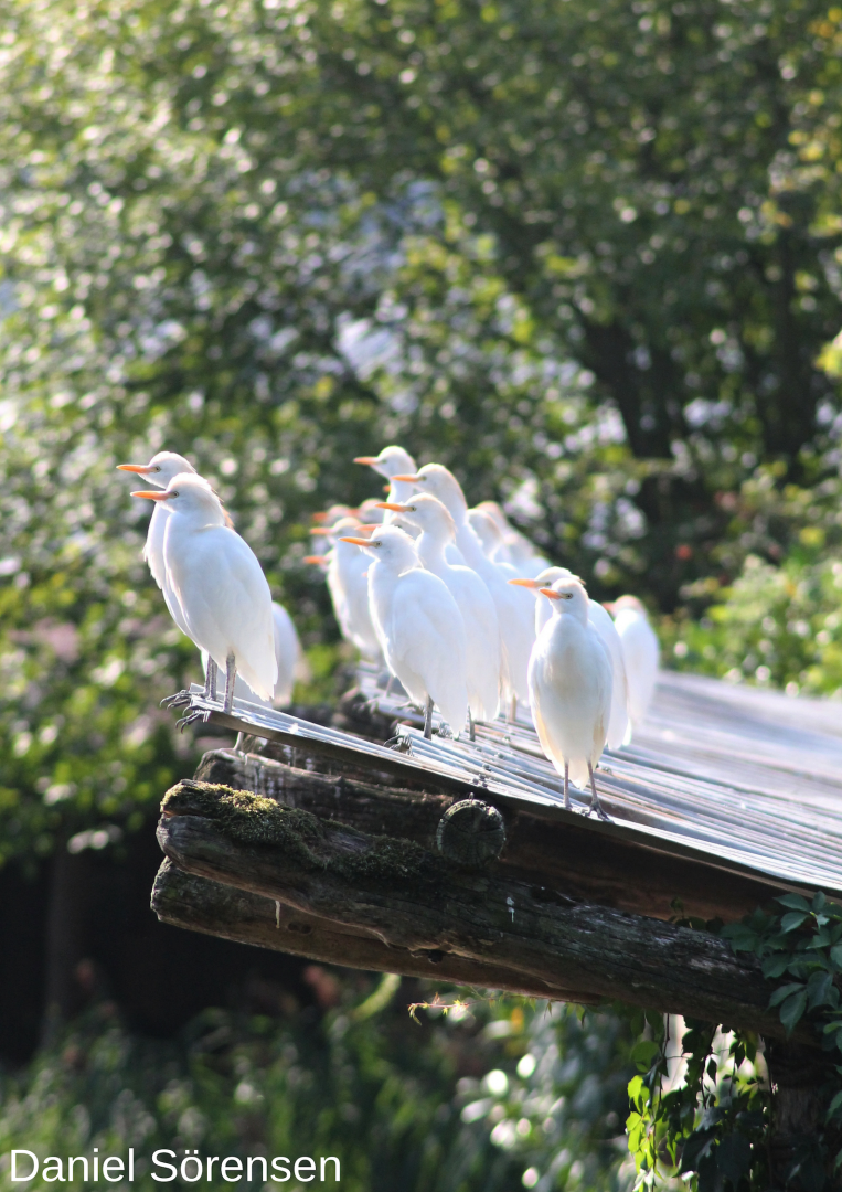 Cattle egrets