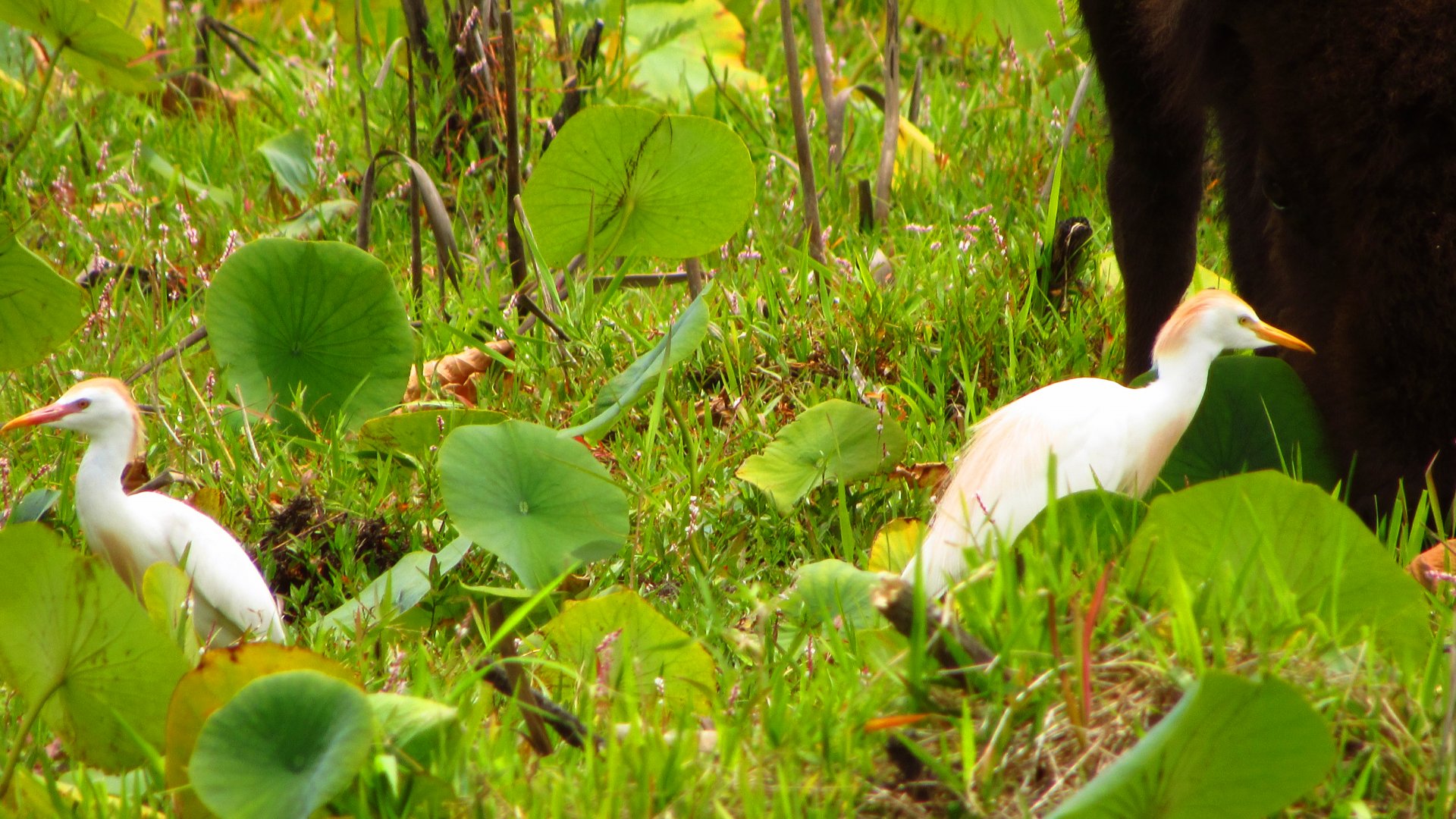 Cattle Egrets