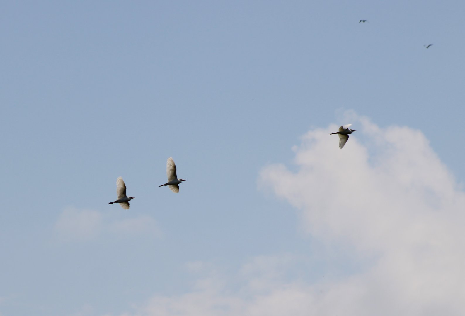 Cattle egrets