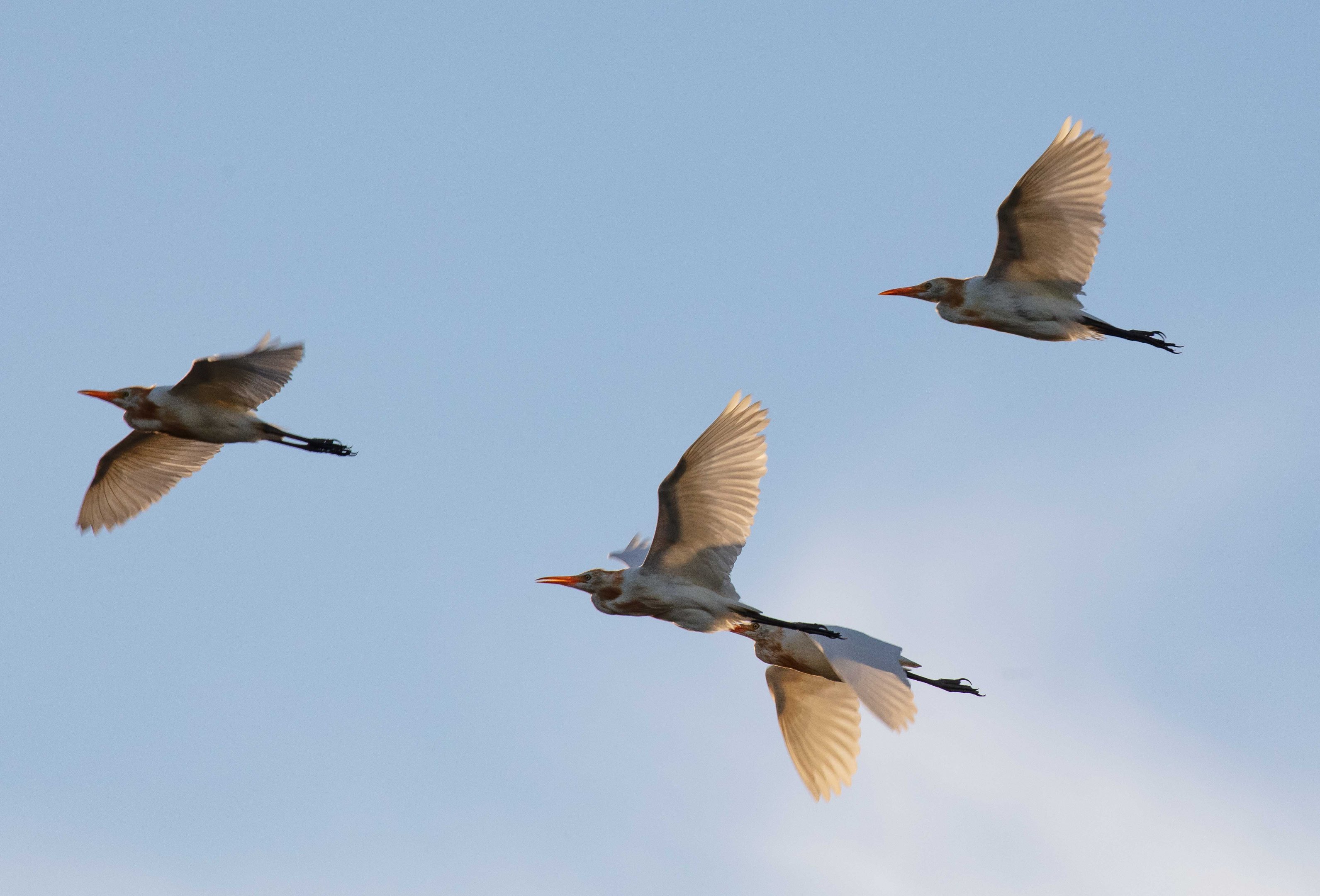 Cattle Egrets