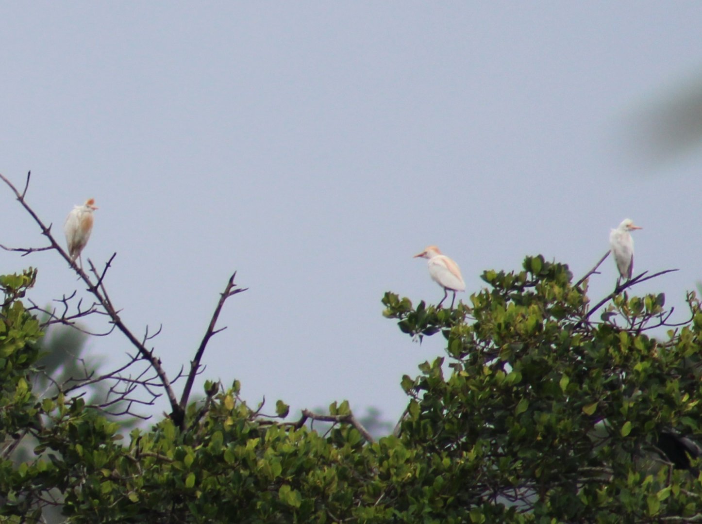 Cattle egrets