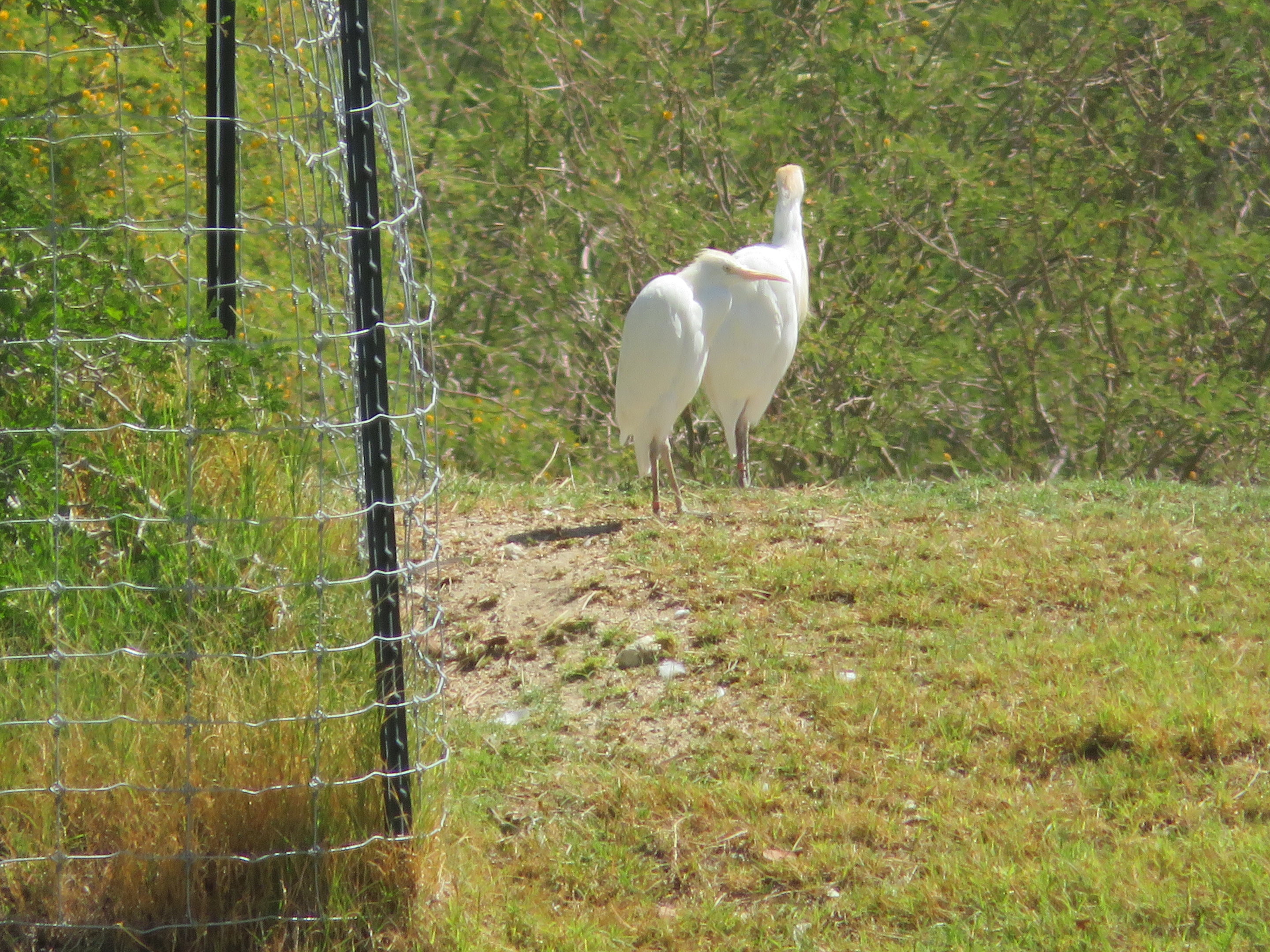 Cattle Egrets