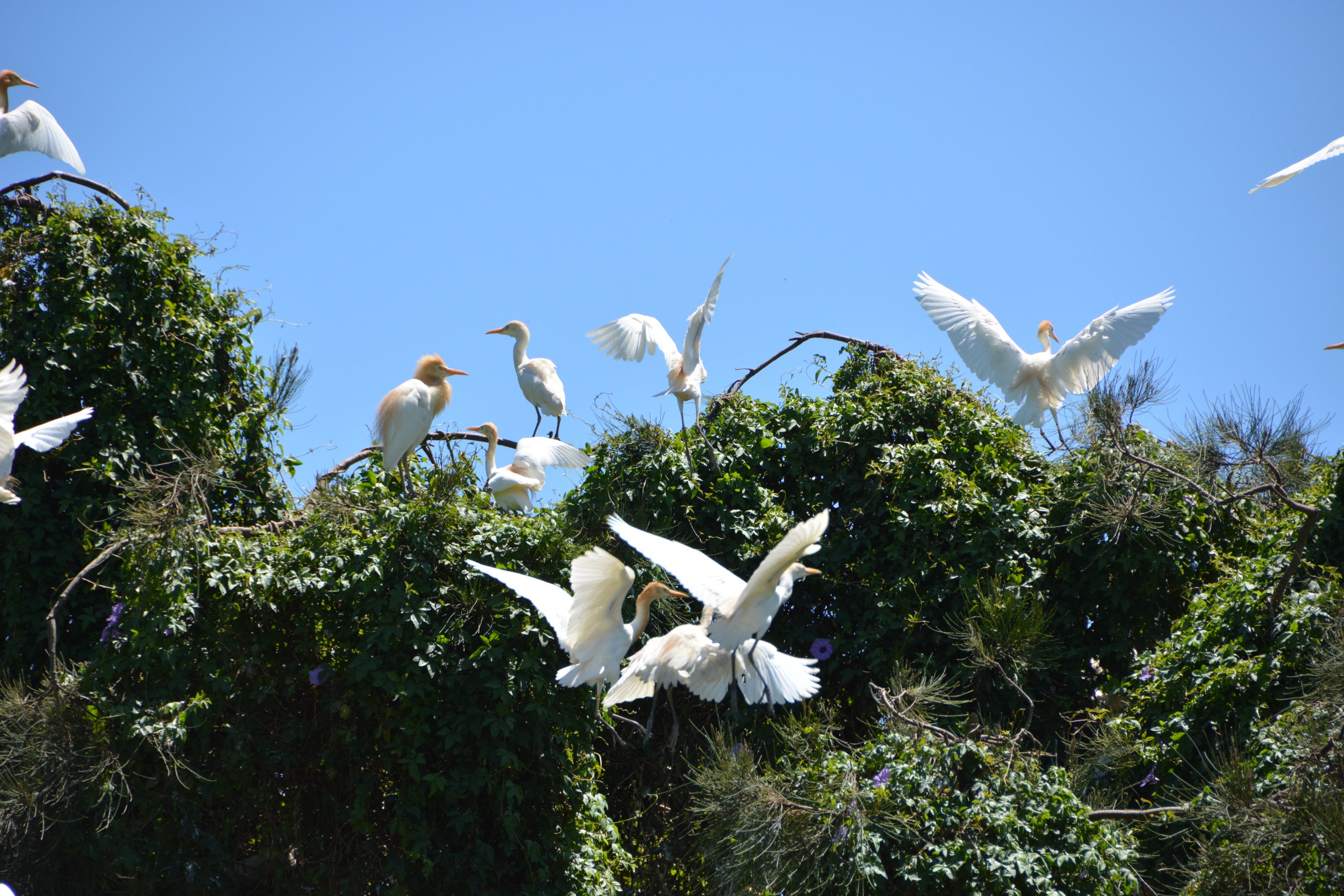Cattle egrets
