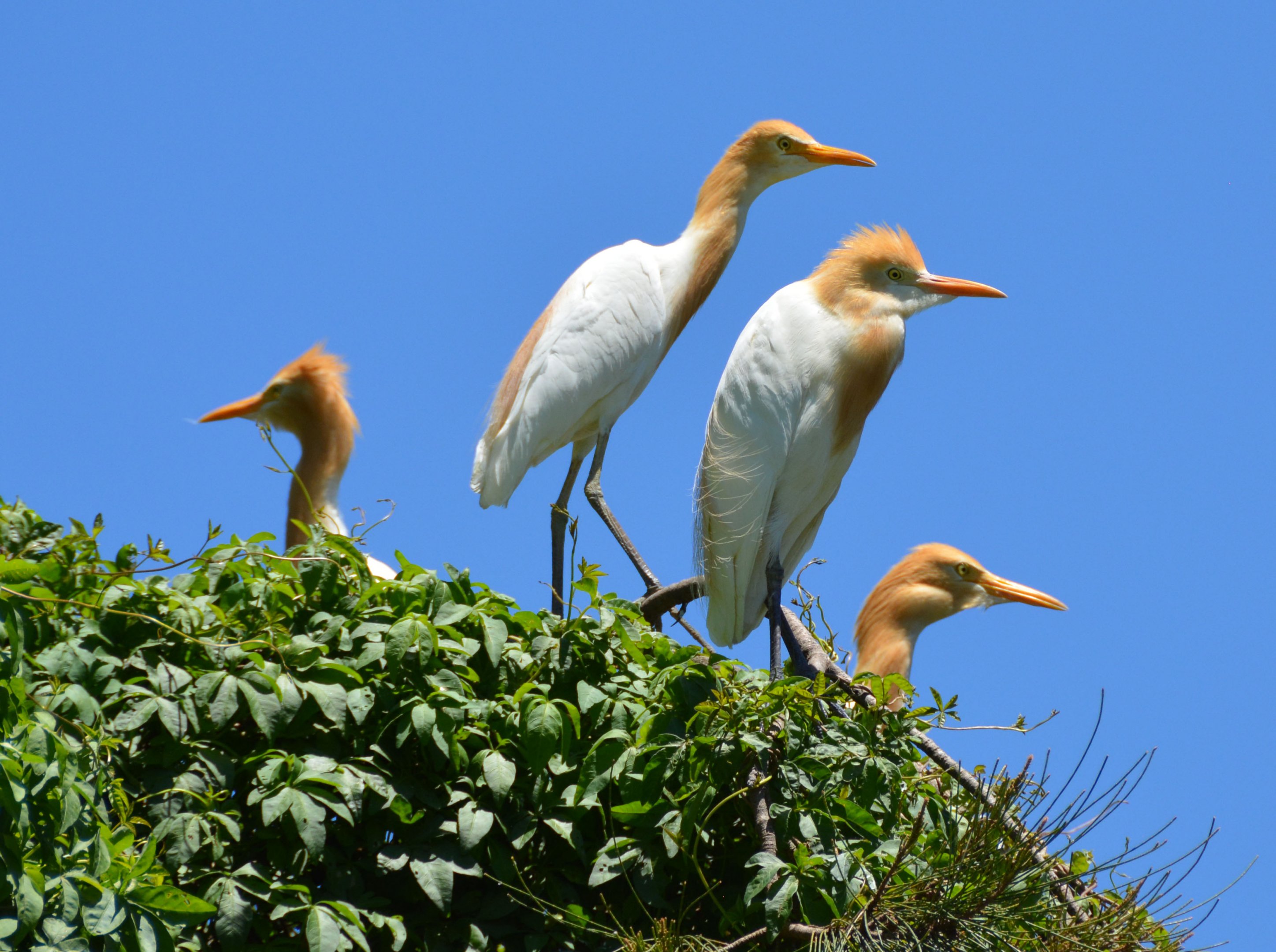 Cattle egrets1
