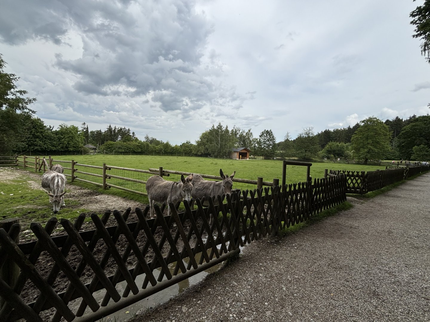 Cattle Enclosure (as seen from the Donkey Enclosure) at Wildpark Poing