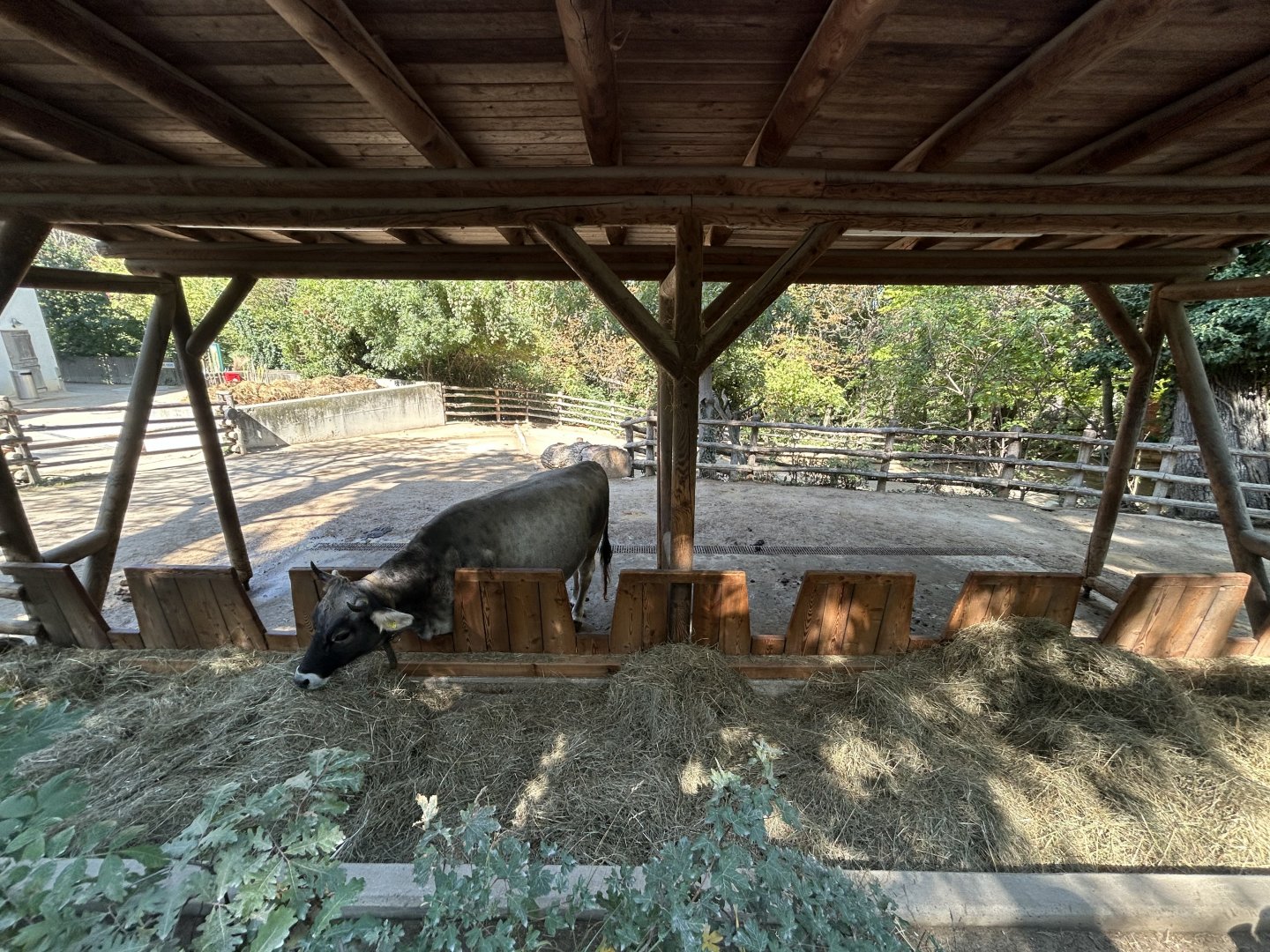 Cattle Exhibit - Tirolerhof