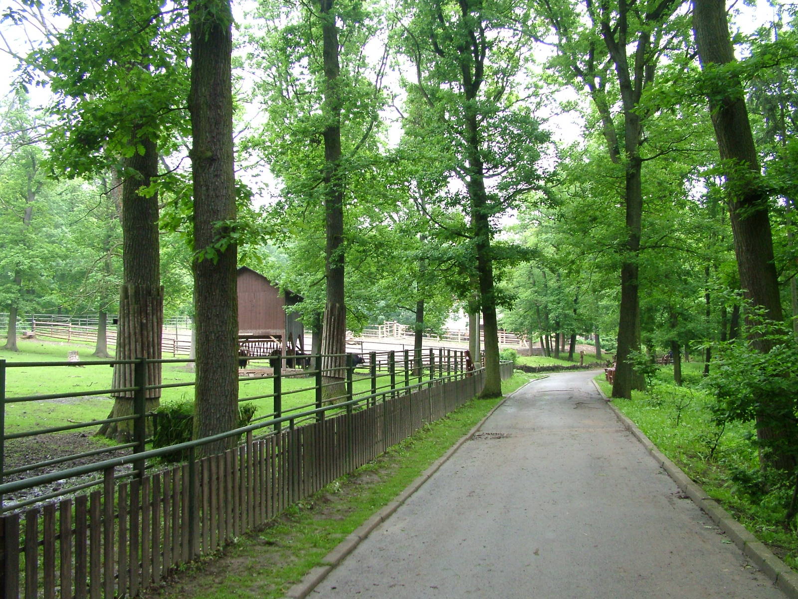 Cattle exhibits at Brno, 27/05/10