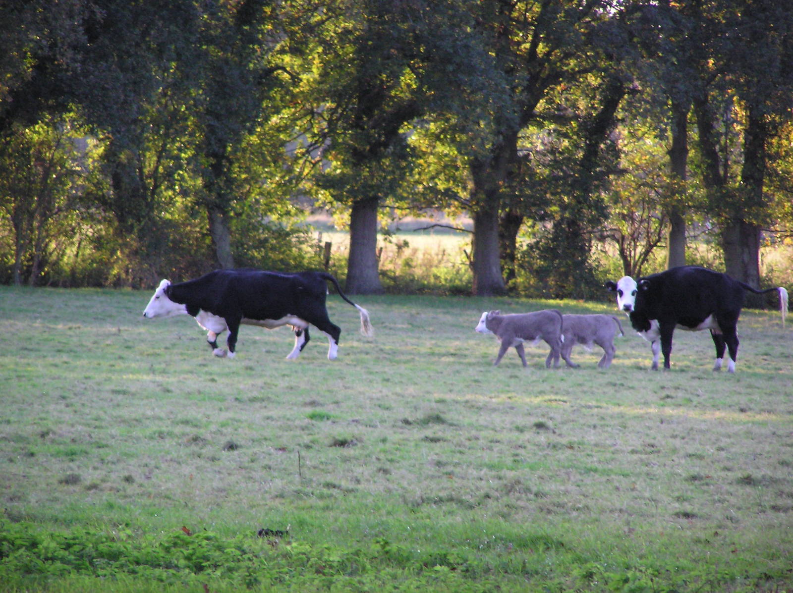 Cattle Family