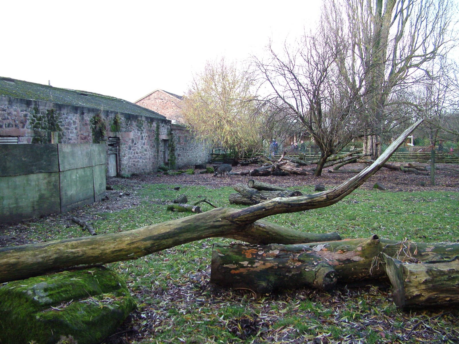 Cattle House Warty Pig enclosure at Chester 06/12/09