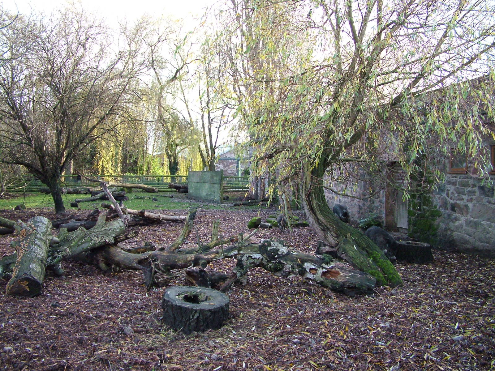 Cattle House Warty Pig enclosure at Chester 06/12/09