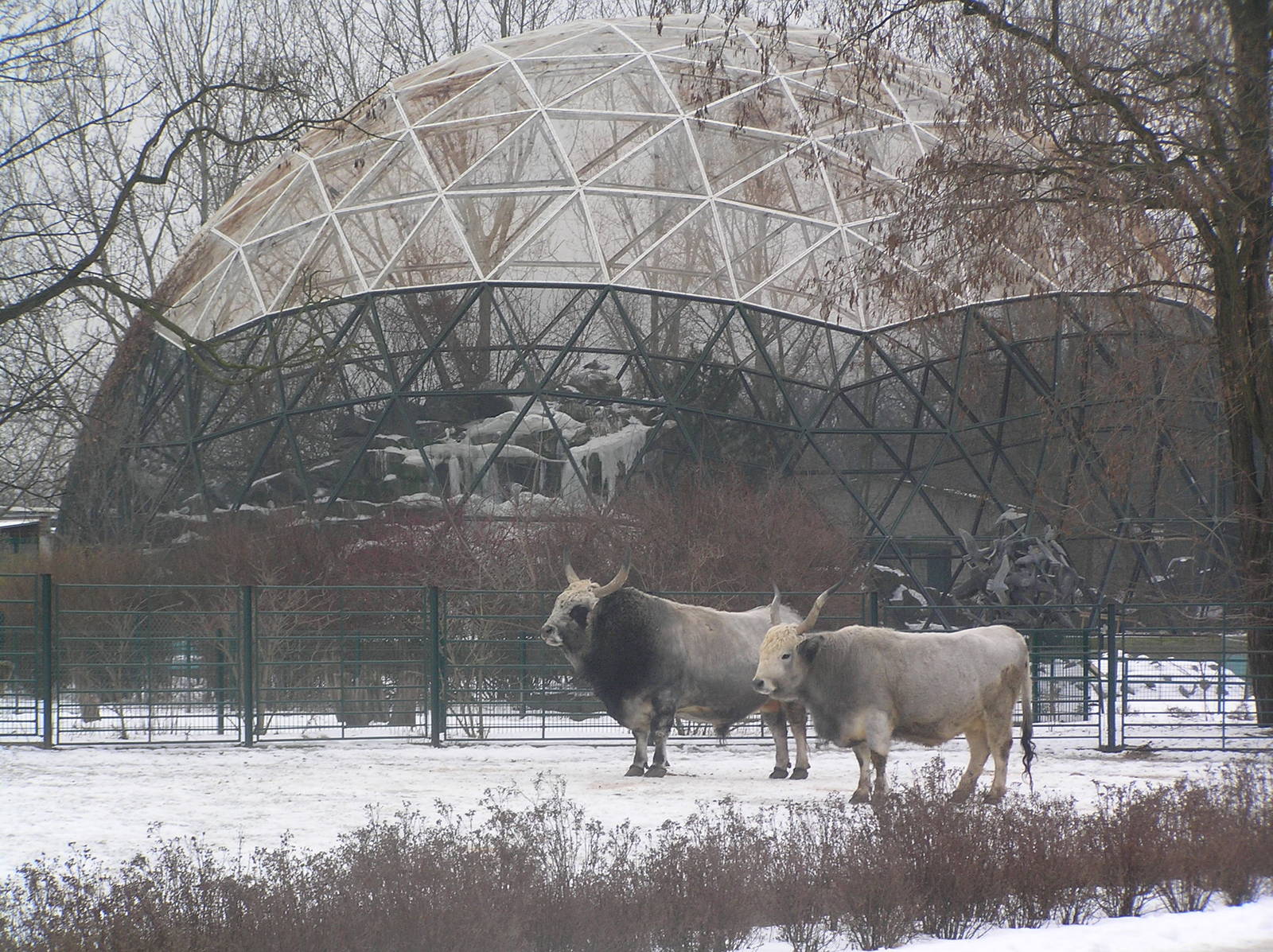 Cattle in front of seabird aviary - Berlin tierpark