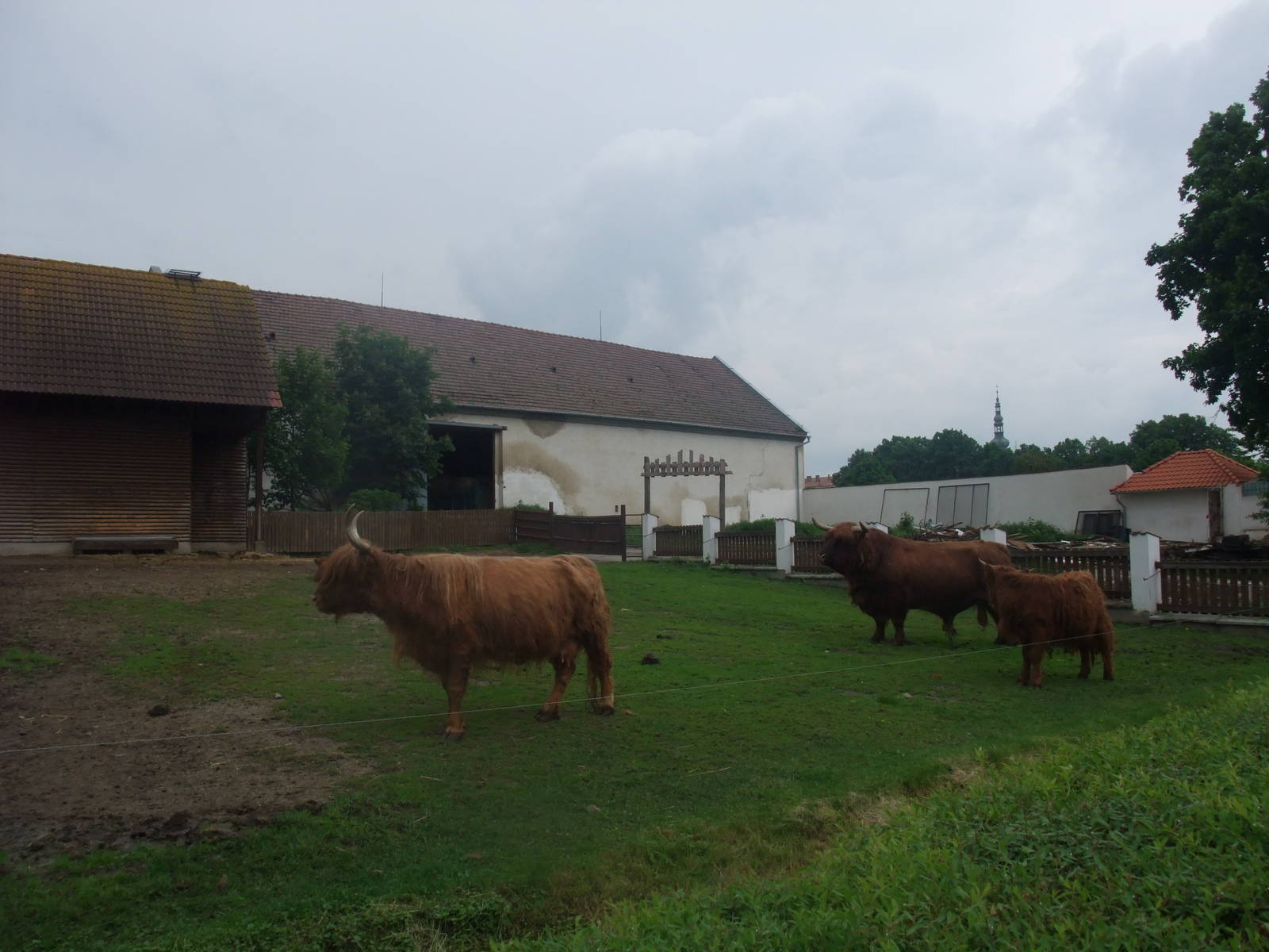Cattle Paddock at Vyskov, 30/05/10