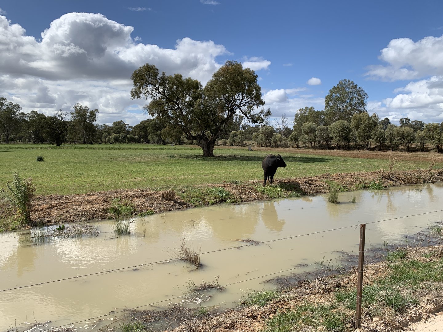 Cattle Paddock