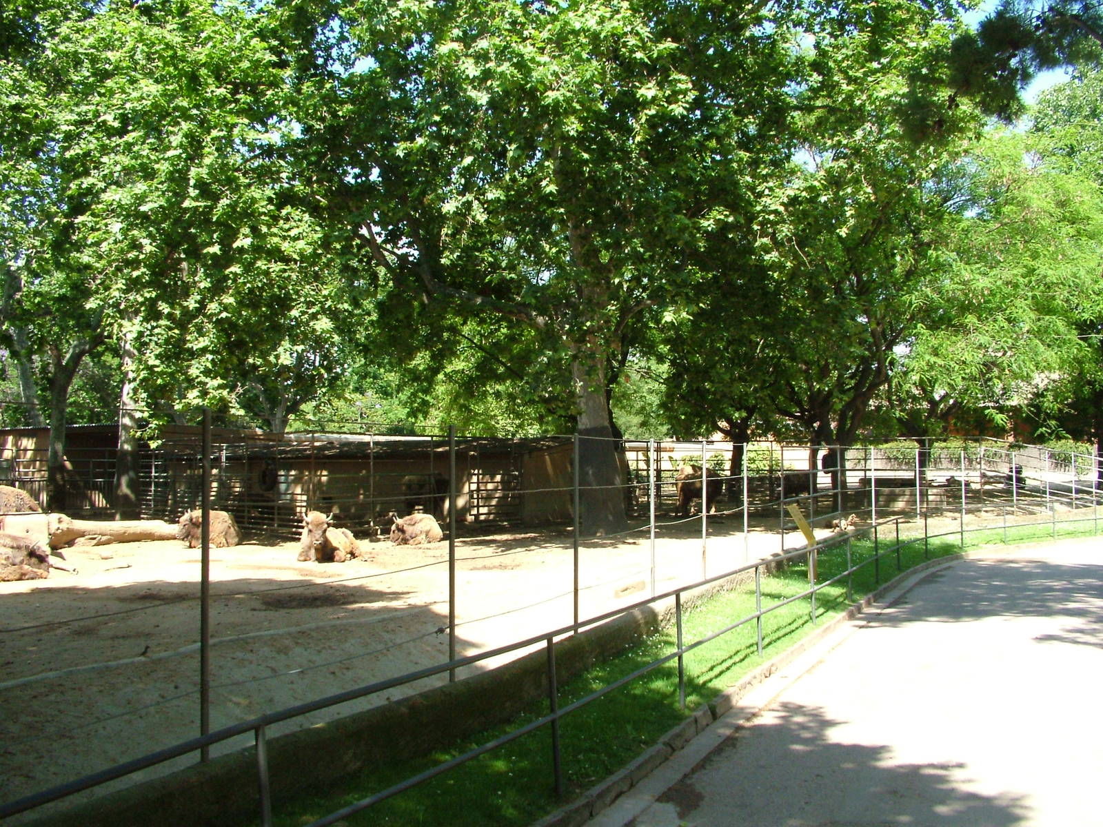 Cattle Paddocks at Barcelona, 30/05/11
