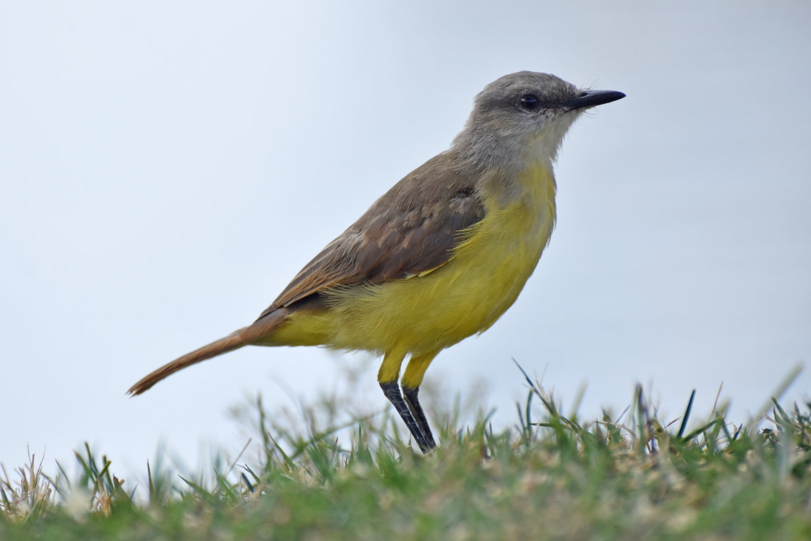 Cattle Tyrant (Machetornis rixosa)