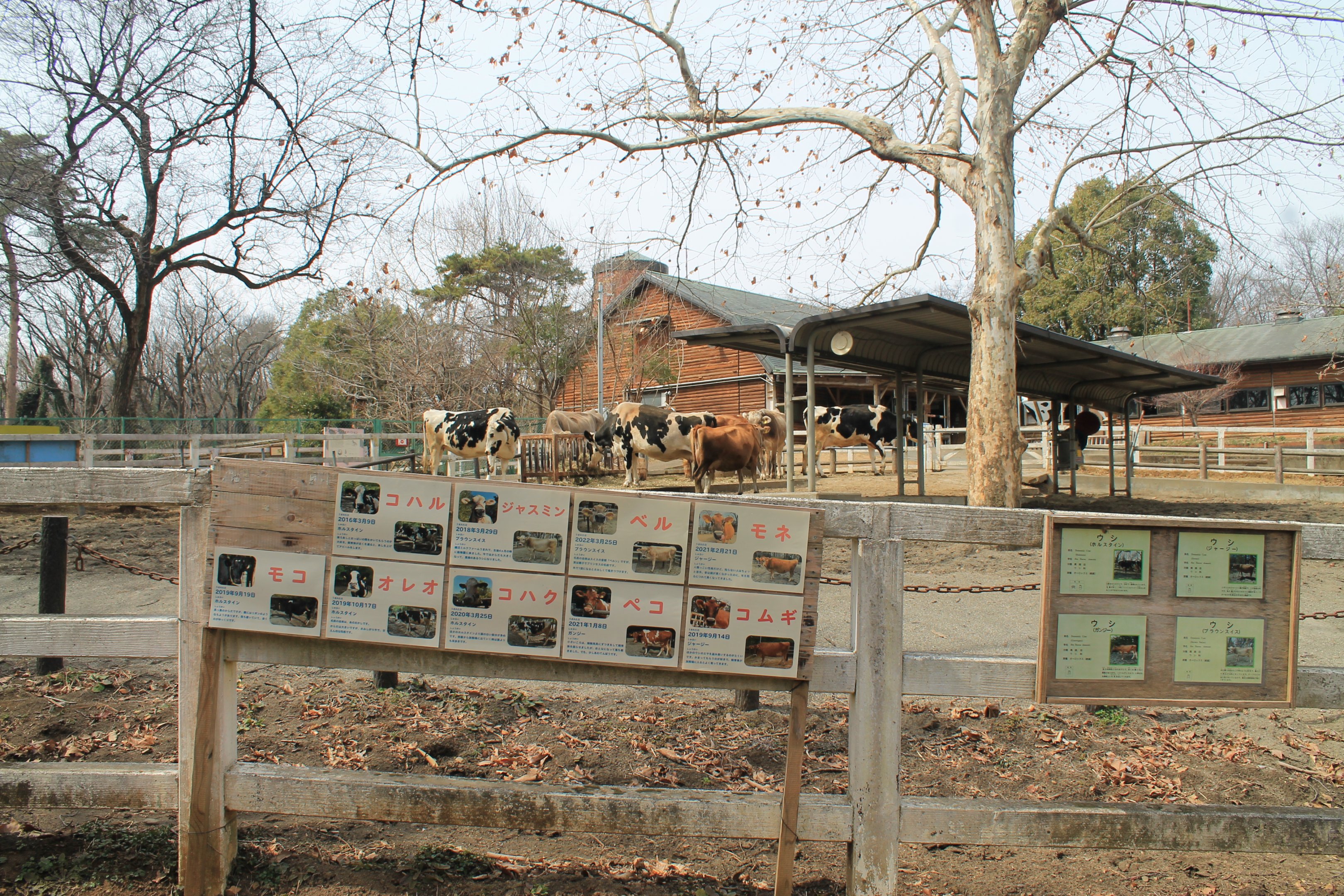Cattle yard - Saitama Childrens Zoo