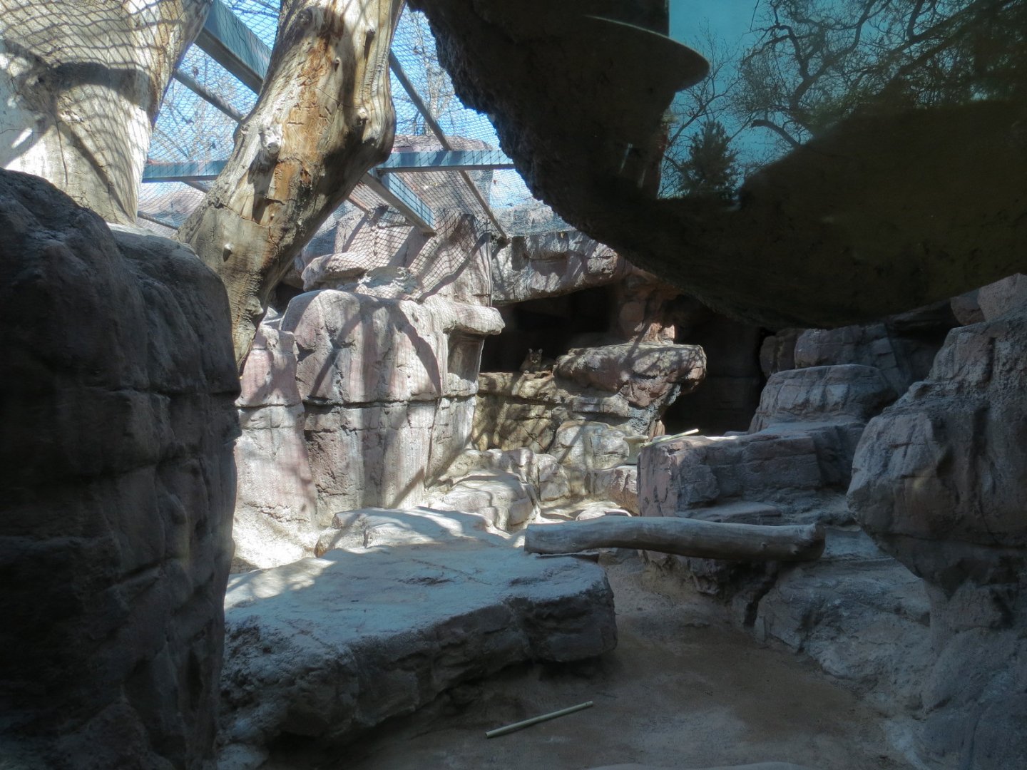 Catwalk - Mountain Lion Exhibit