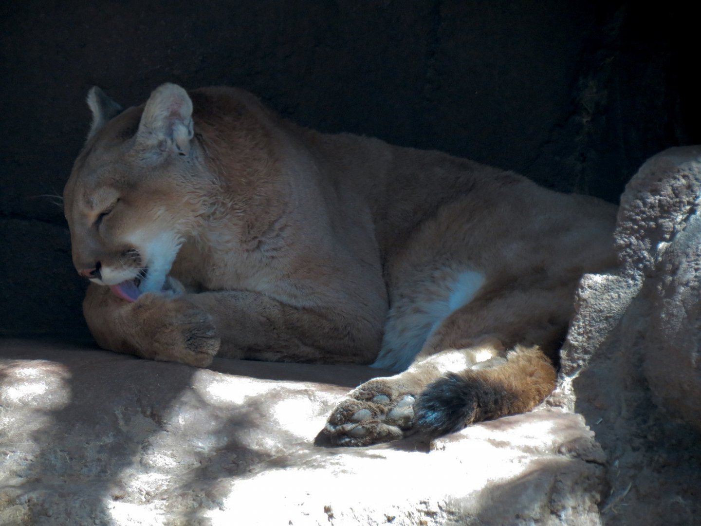 Catwalk - Mountain Lion Exhibit