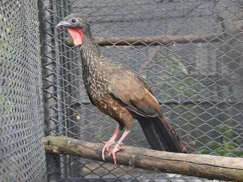 Cauca guan / Penelope perspicax at Zoologico de Cali