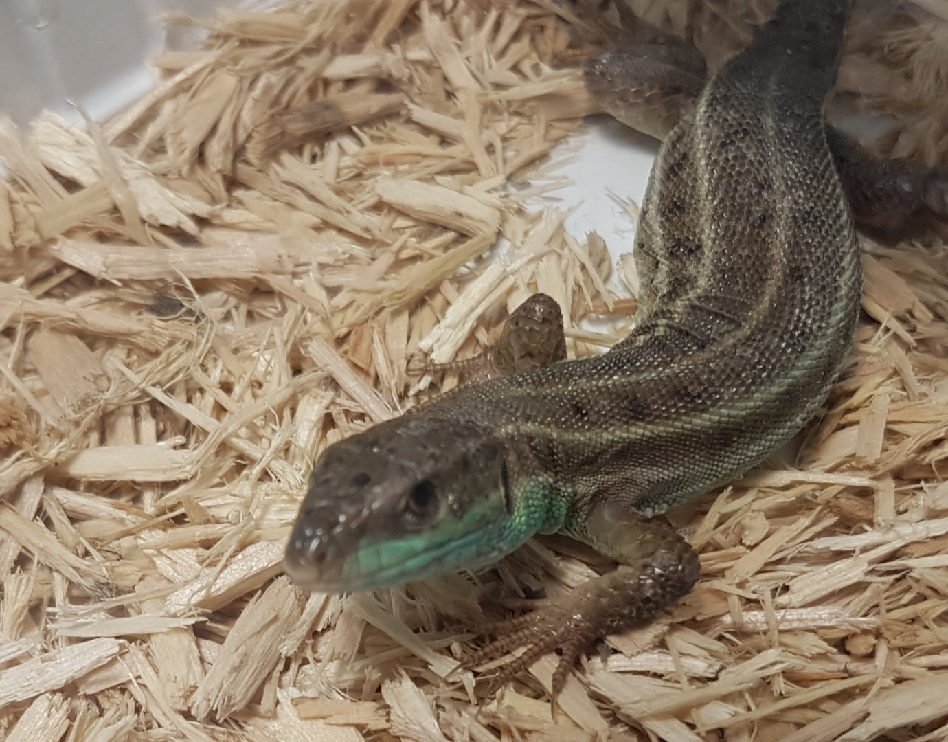 Caucasian emerald lizard - Lacerta strigata