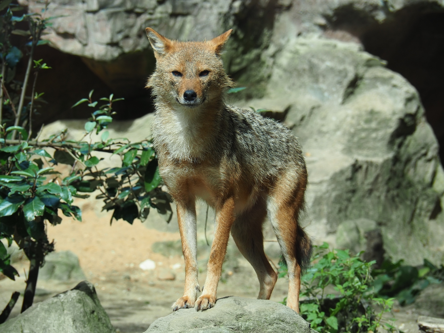 Caucasian golden jackal (Canis aureus moreotica), Sep 16th, 2018