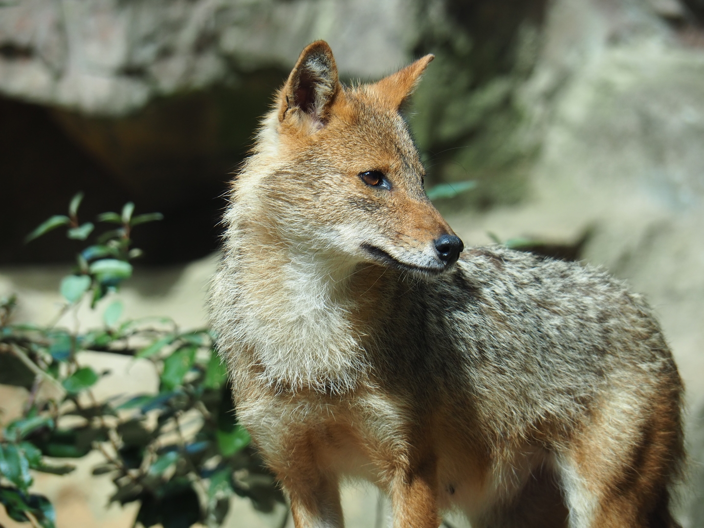 Caucasian golden jackal (Canis aureus moreotica), Sep 16th, 2018