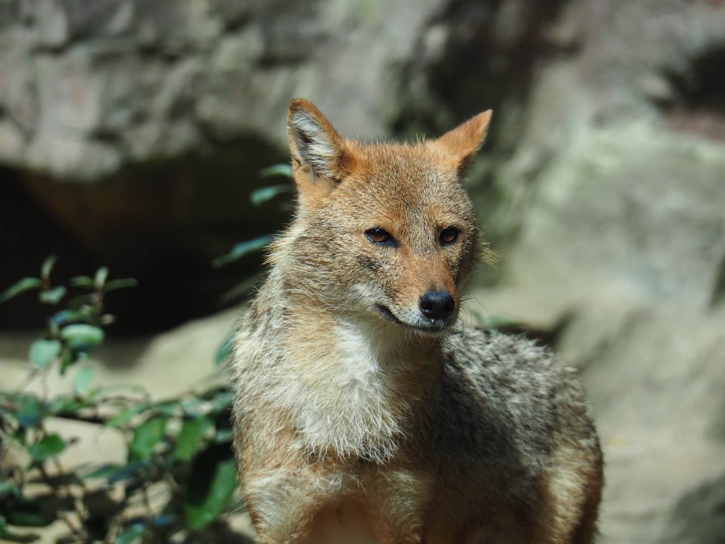 Caucasian golden jackal (Canis aureus moreotica), Sep 16th, 2018