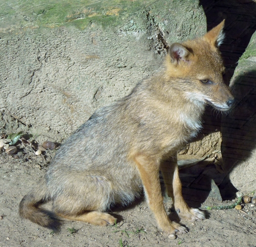 Caucasian golden jackal (Canis aureus moreoticus)
