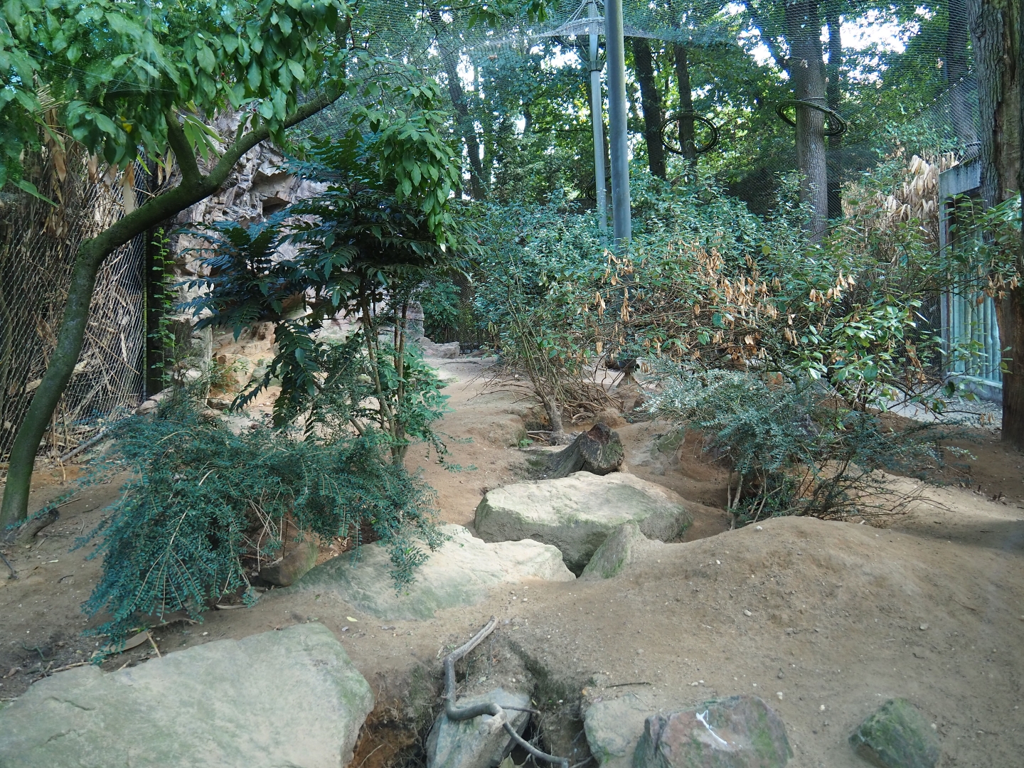 Caucasian golden jackal exhibit (Sep 16th, 2018)