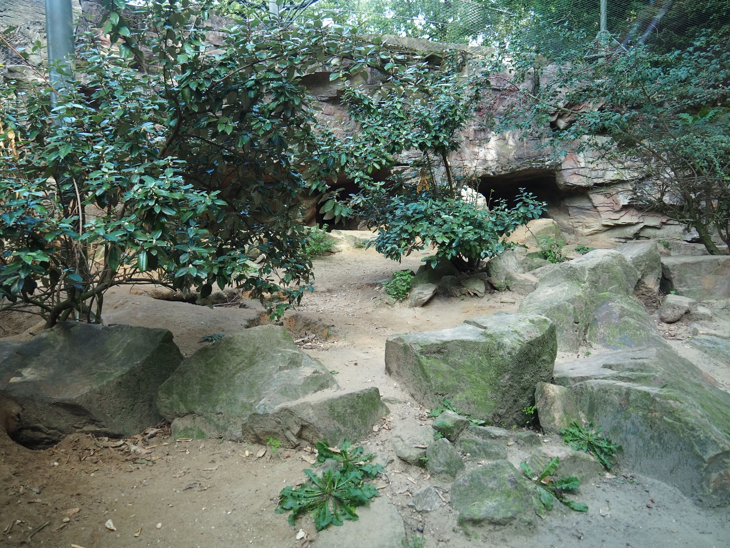 Caucasian golden jackal exhibit (Sep 16th, 2018)