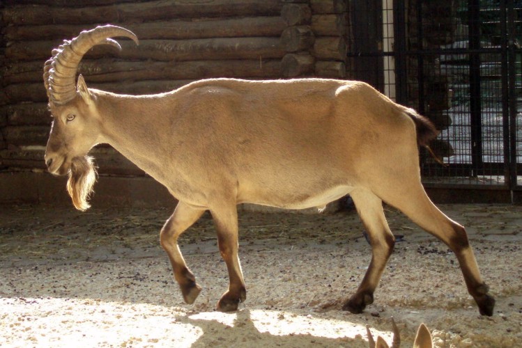 Caucasian ibex (Capra caucasica)