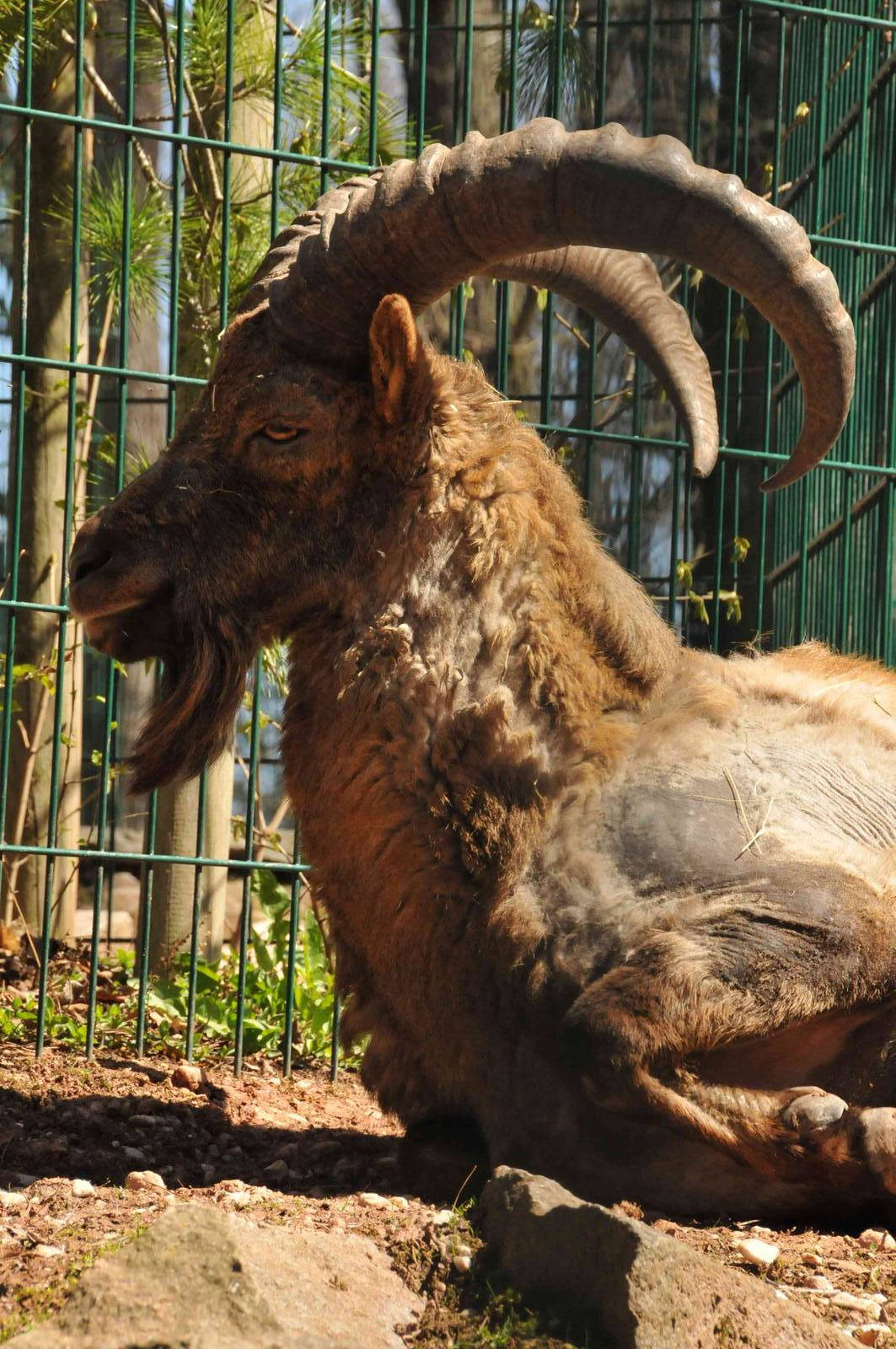 Caucasian Ibex
