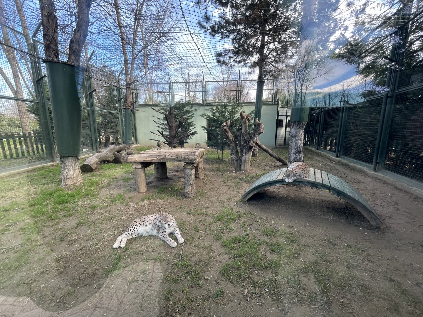 Caucasian lynx enclosure