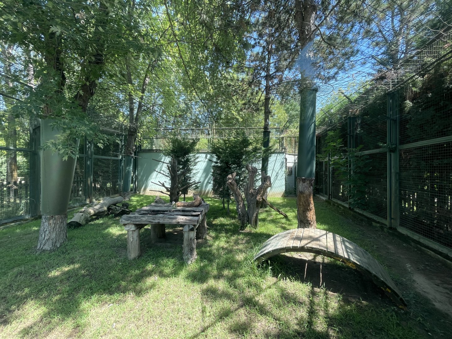 Caucasian lynx exhibit