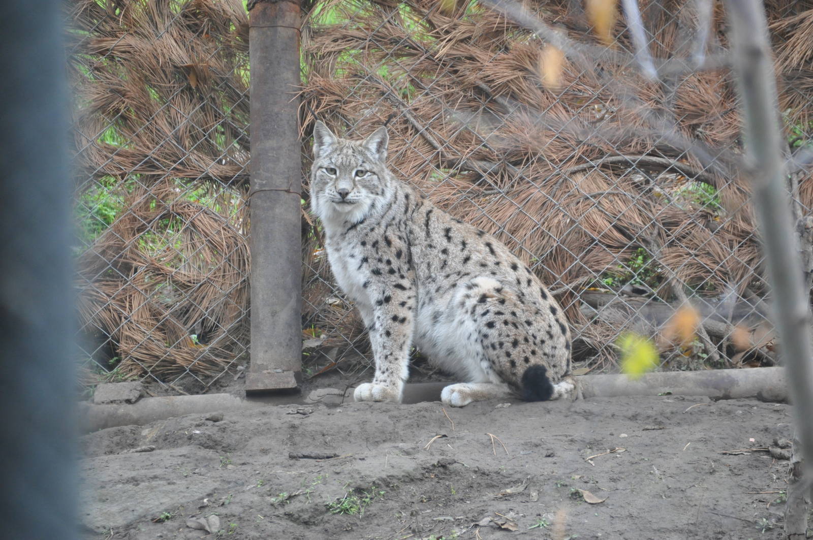 Caucasian lynx/ Lynx lynx dinniki