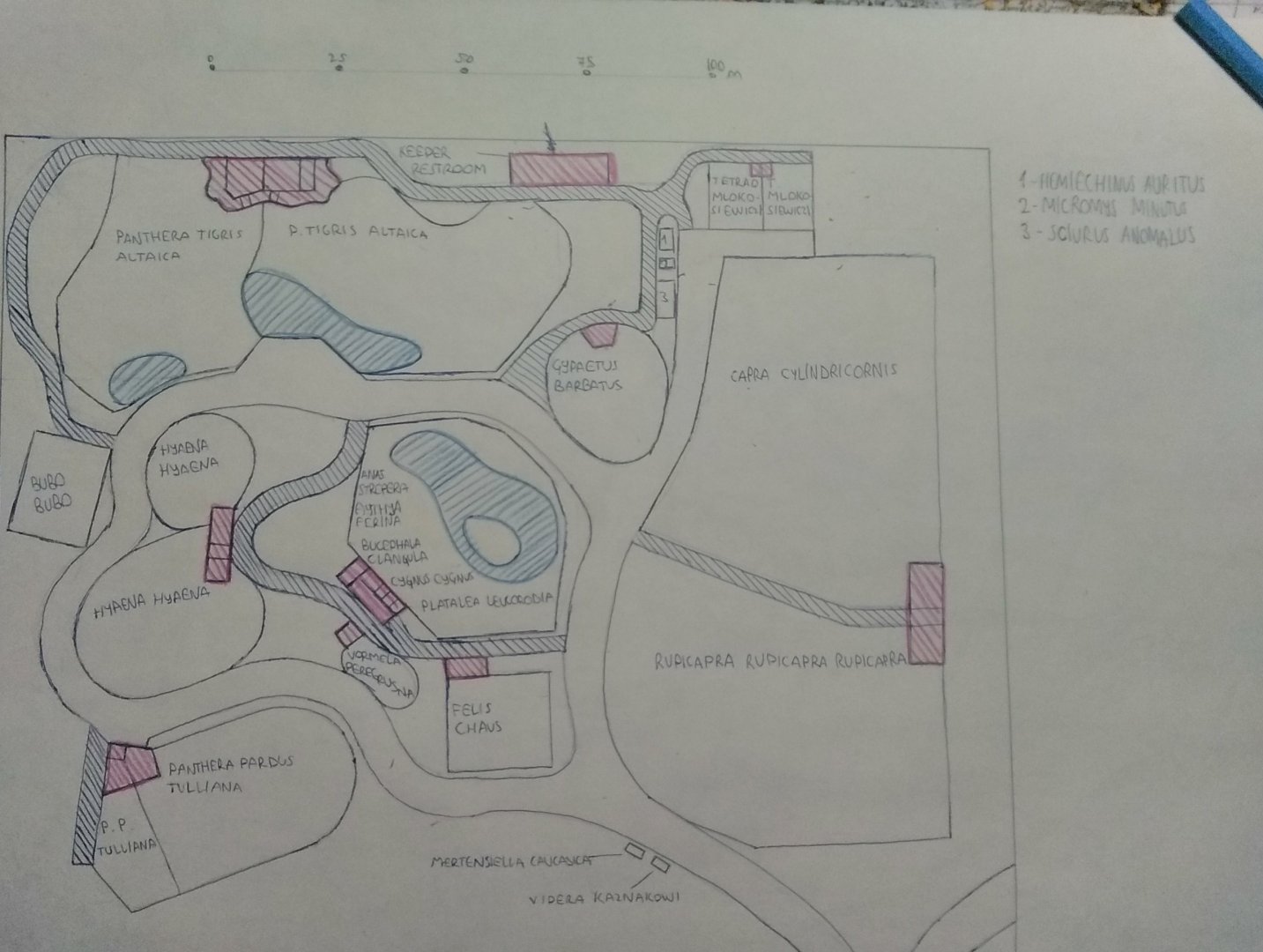 Caucasian mixed forests part of my ecoregion zoo