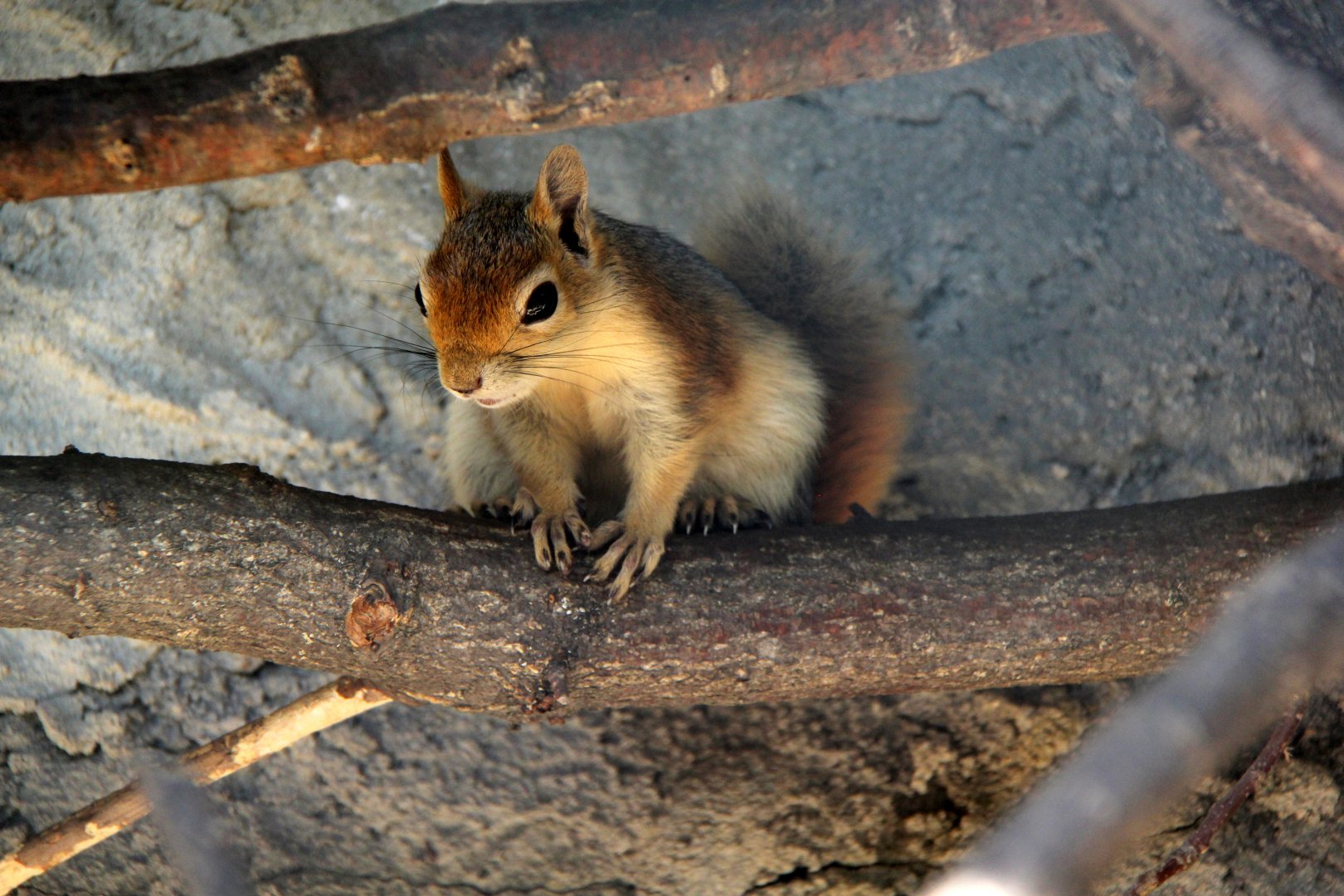 Caucasian or Persian squirrel (Sciurus anomalus)