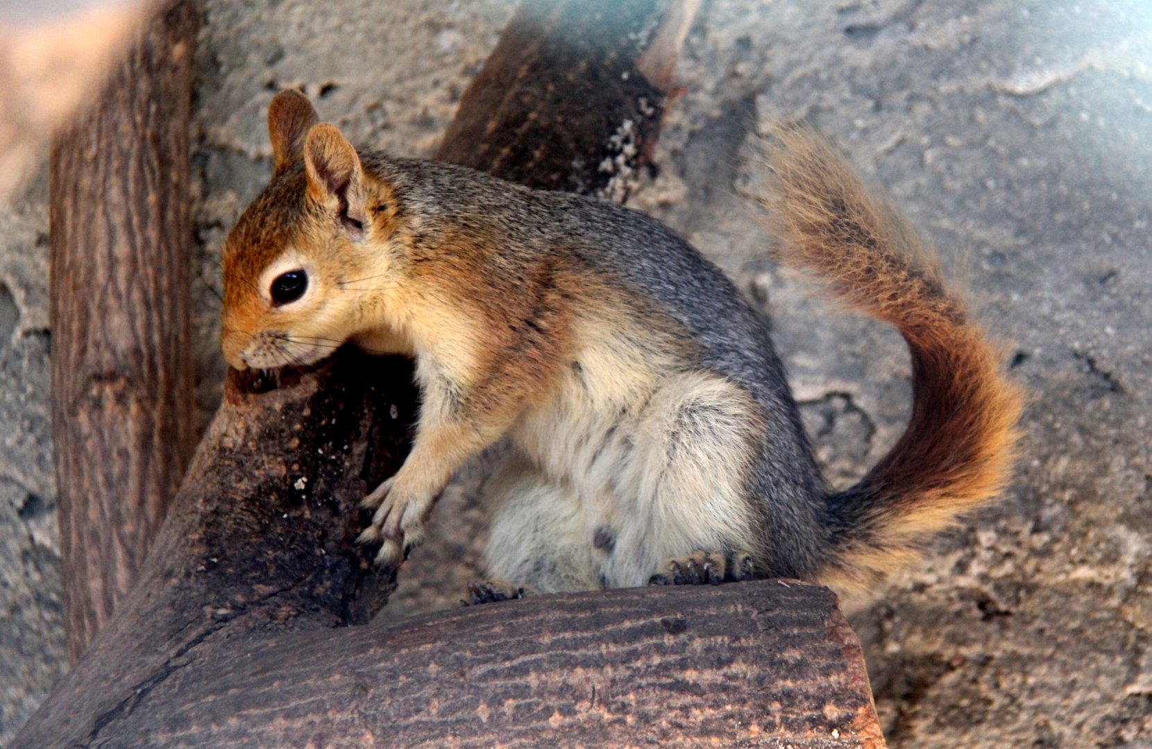 Caucasian or Persian squirrel (Sciurus anomalus)
