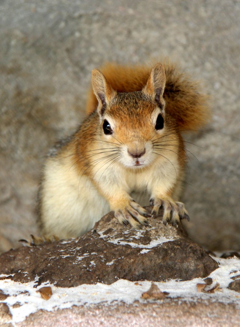Caucasian or Persian squirrel (Sciurus anomalus)