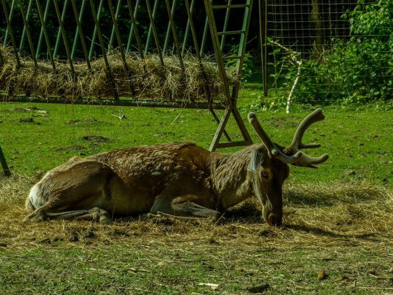 Caucasian red deer (Cervus elaphus)