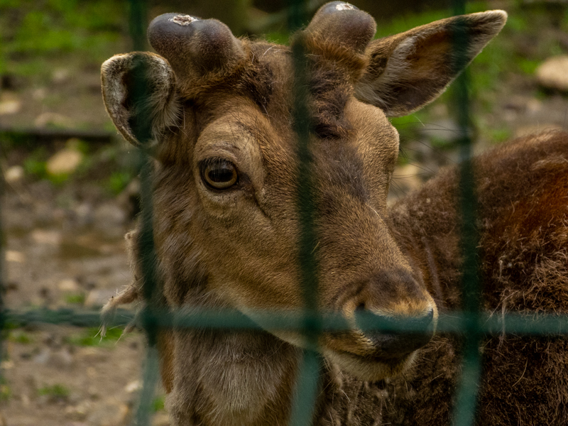 Caucasian red deer (Cervus elaphus)