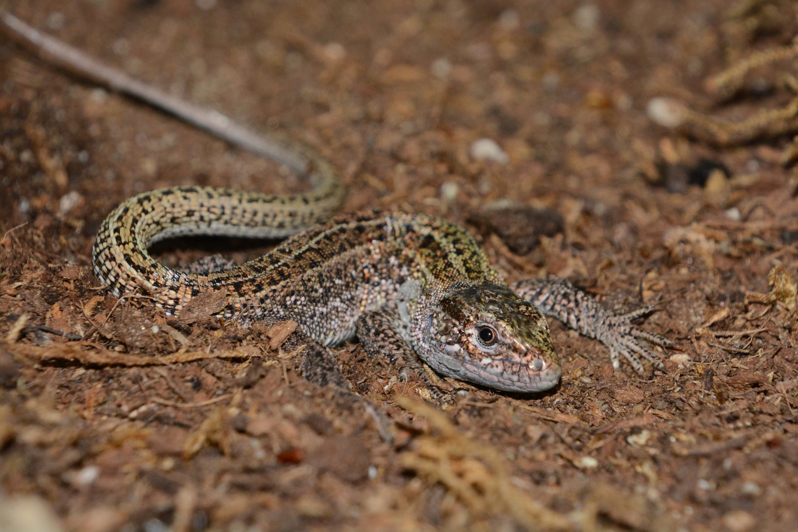 Caucasian sand lizard (Lacerta agilis boemica)