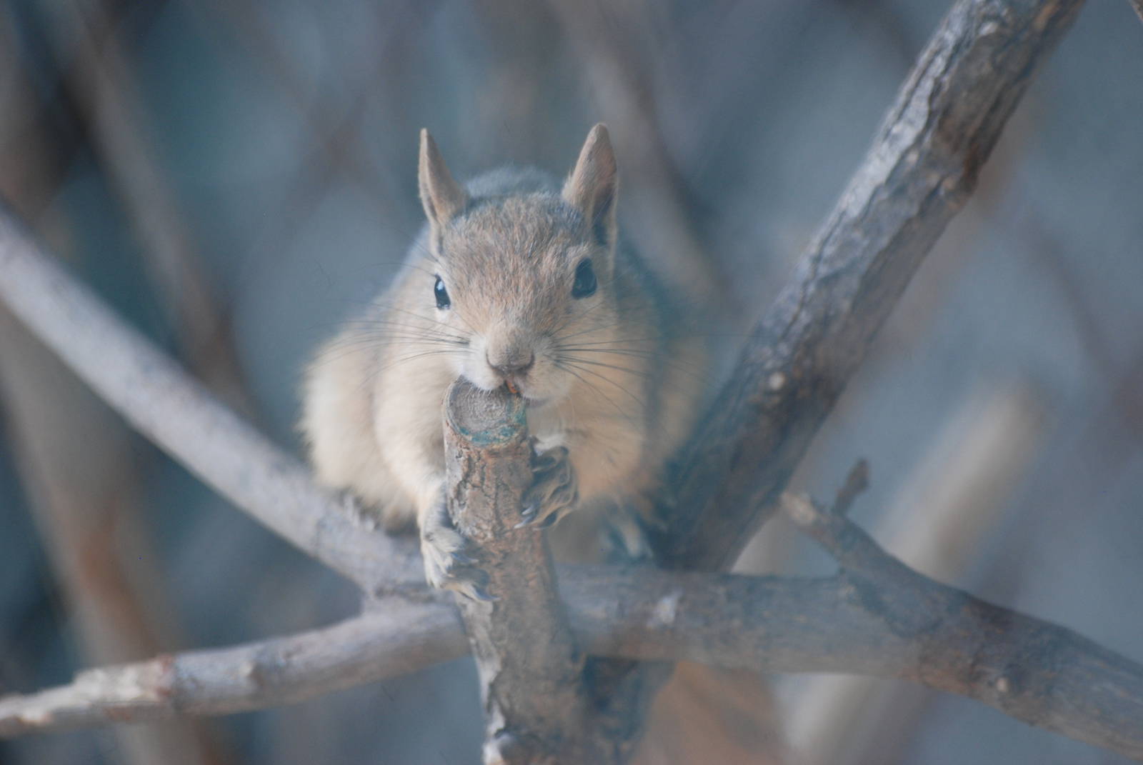 Caucasian Squirrel at Halle, 04/09/11