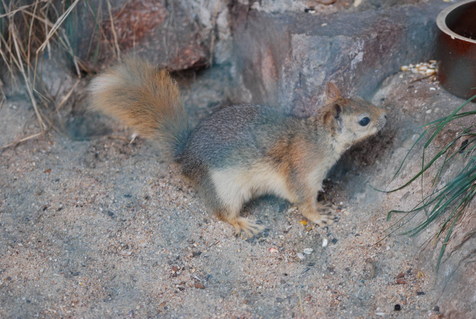 Caucasian Squirrel at Halle, 04/09/11